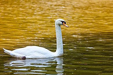 《红霞岛》最终更新已推出 新增离线游戏